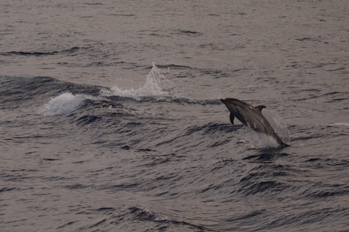 Stenella coeruleoalba