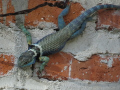 Sceloporus aureolus
