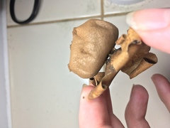 Myriostoma coliforme