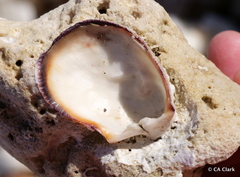 Spondylus violacescens