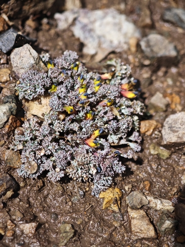 Corydalis pygmaea