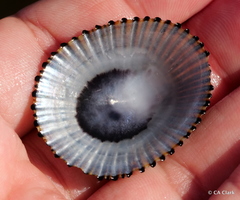 Cellana exarata