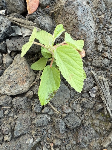Waltheria indica observed 2025-08-14