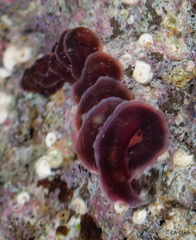 Vermetoidea