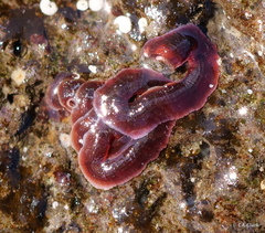 Vermetoidea