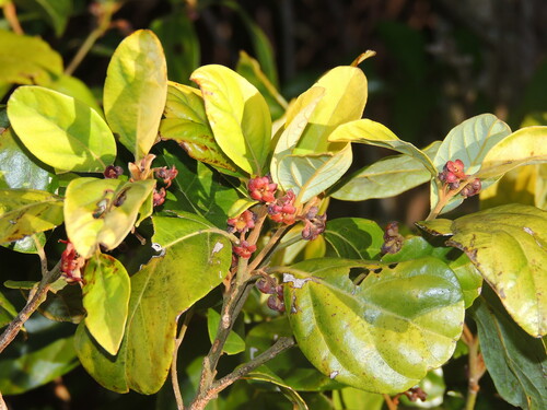 dorrigo maple (Endiandra crassiflora)
