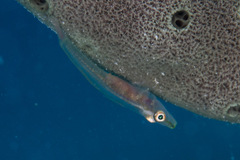 Bryaninops erythrops