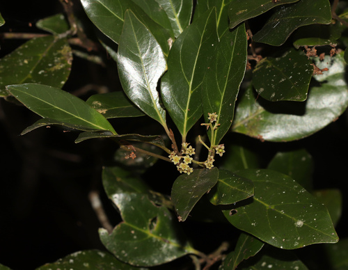 Endiandra discolor Benth.