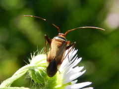 Adelphocoris vandalicus