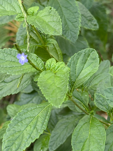 Stachytarpheta cayennensis observed 2025-08-14