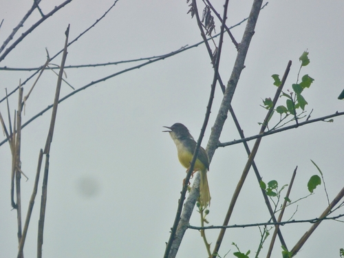 Prinia flaviventris
