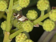 Macrobathra desmotoma