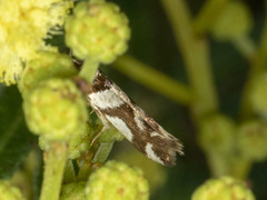 Macrobathra desmotoma