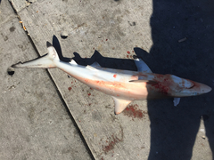 Carcharhinus brevipinna