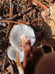 Strobilurus albipilatus