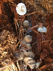 Strobilurus albipilatus