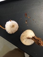 Strobilurus albipilatus