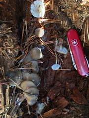 Strobilurus albipilatus