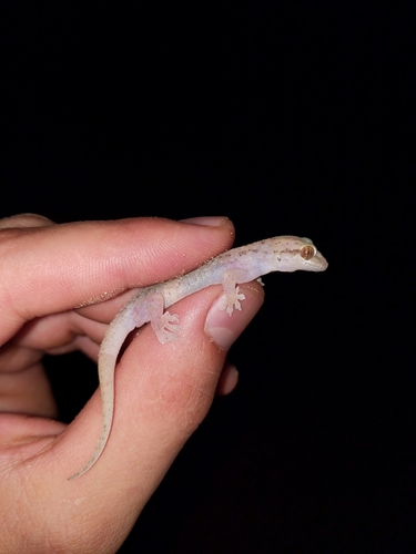 Red Sea House Gecko