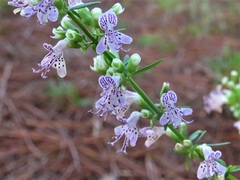 Dicerandra × thinicola