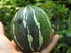 Cucurbita argyrosperma