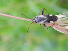 Adelphocoris reichelii