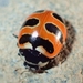American Three-banded Lady Beetle - Photo (c) Denis Doucet, some rights reserved (CC BY-NC), uploaded by Denis Doucet