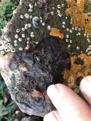 Watersipora subtorquata