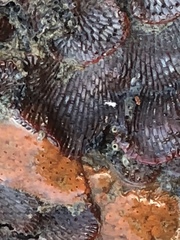 Watersipora subtorquata