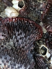 Watersipora subtorquata