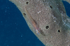 Bryaninops erythrops