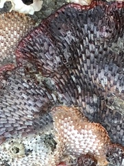 Watersipora subtorquata