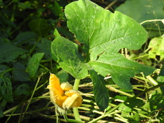 Cucurbita argyrosperma