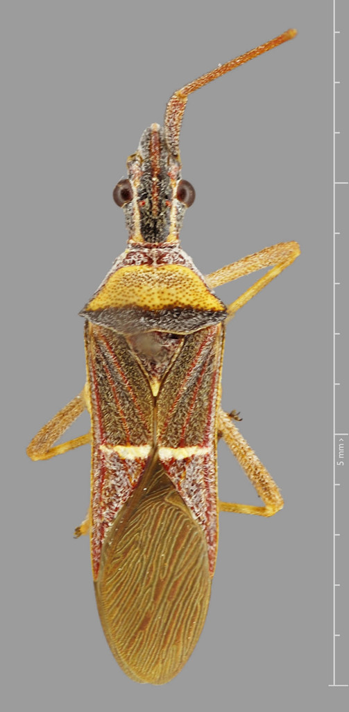 Leptoglossus katiae