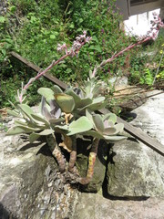 Gibbiflorae