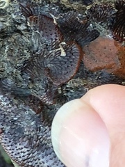 Watersipora subtorquata