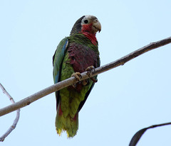 Amazona leucocephala