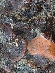 Watersipora subtorquata