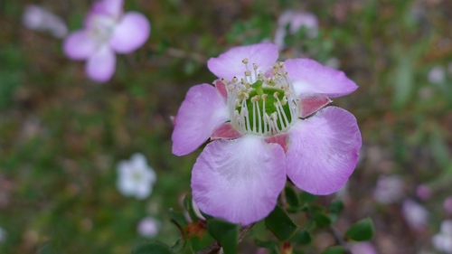 Round-leaved tea tree (Leptospermum rotundifolium)