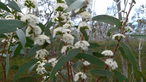 Eucalyptus gregsoniana