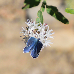 Plebejus anna