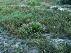 Dicerandra × thinicola