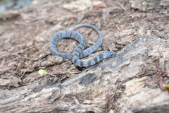 Ninia pavimentata