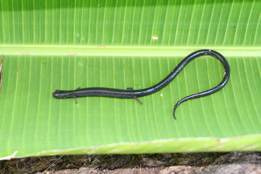 La Fortuna Worm Salamander