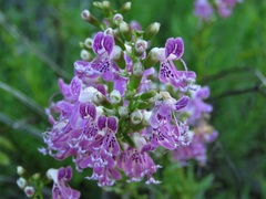 Dicerandra × thinicola