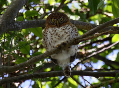 Glaucidium siju