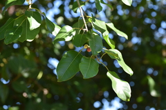 Ficus citrifolia image