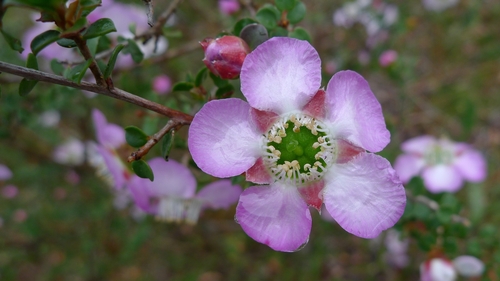 Leptospermum rotundifolium, photograph 4