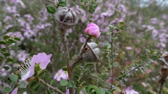 Leptospermum rotundifolium, photograph (c) John Tann, some rights reserved (CC BY)