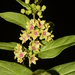 Tylophora rotundifolia - Photo ללא זכויות יוצרים, הועלה על ידי S.MORE
